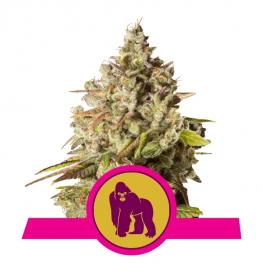 Royal Gorilla (x3)